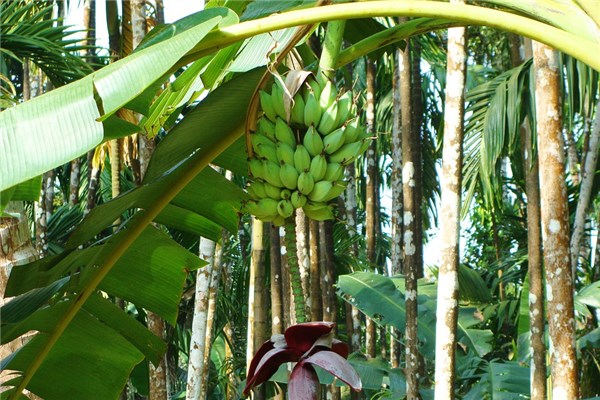 夢見芭蕉葉的預兆_周公解夢