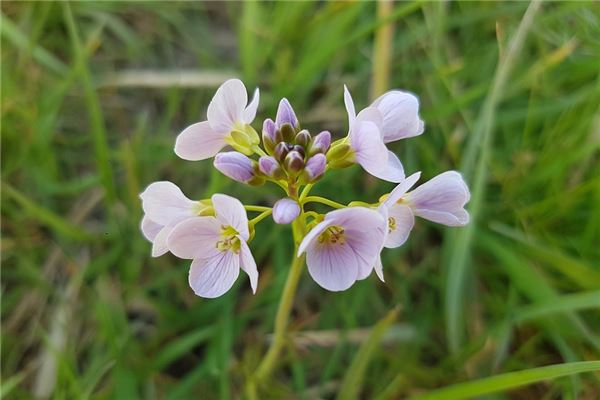 夢到了葧薺是凶兆還是吉兆_周公解夢