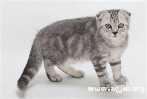 巨蟹座最適合的寵物貓：蘇格蘭折耳貓_十二星座