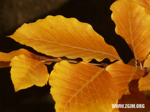 夢見黑紅麵團_周公解夢夢到黑紅麵團是什麼意思_做夢夢見黑紅麵團好不好_周公解夢官網