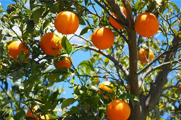 夢到紅桔會是什麼預兆_周公解夢