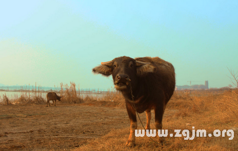 1961年屬牛的人2016年運程_生肖運勢