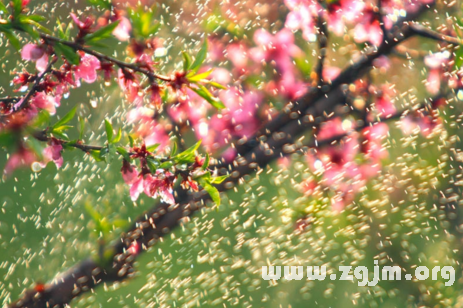 夢見桃花雨