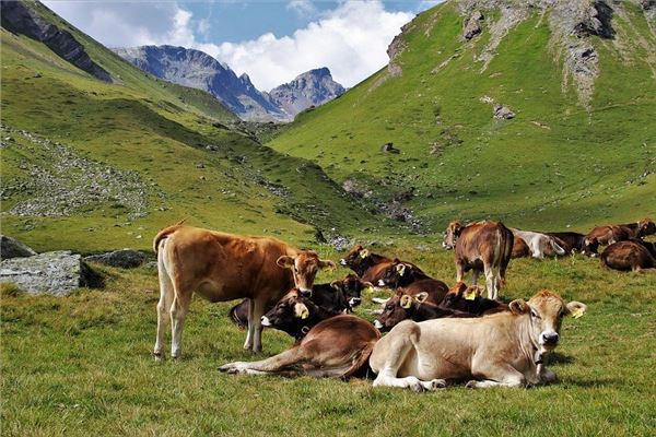 1949年生人屬什麼生肖_十二生肖