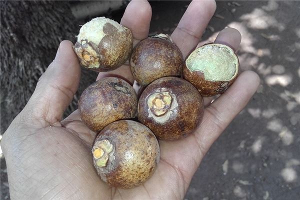 夢到了挖荸薺有什麼寓意嗎_周公解夢