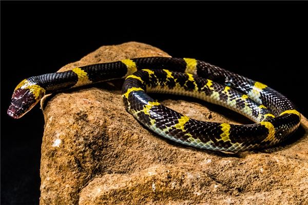 夢見踩死小蛇是好是壞_周公解夢