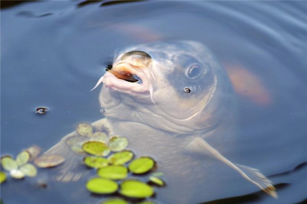 夢到殺鯉魚什麼預兆_周公解夢