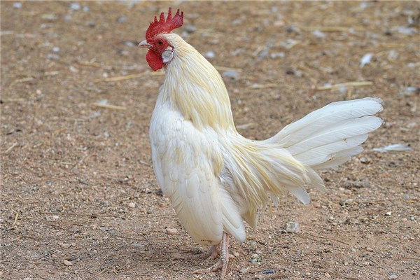 夢到了別人送雞好不好_周公解夢