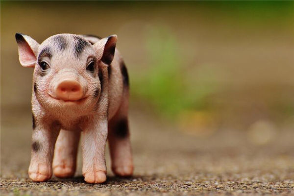 1971年4月屬豬的人婚姻如何_十二生肖