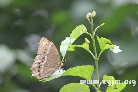 夢見痙孿