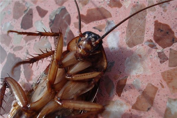夢見打死蟲是凶兆還是吉兆_周公解夢