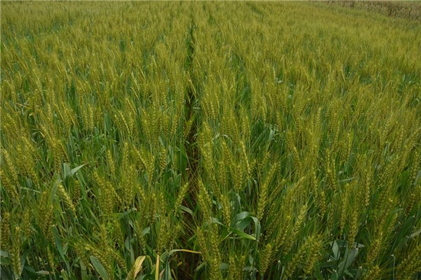 夢到了青麥子預示了什麼_周公解夢