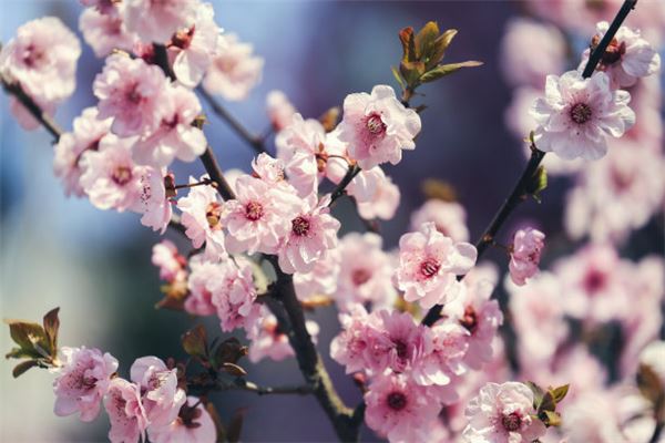 夢見桃花盛開_周公解夢