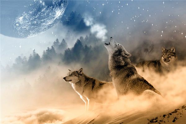 夢見被狼圍攻_周公解夢