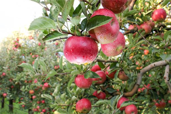 夢見蘋果成堆_周公解夢