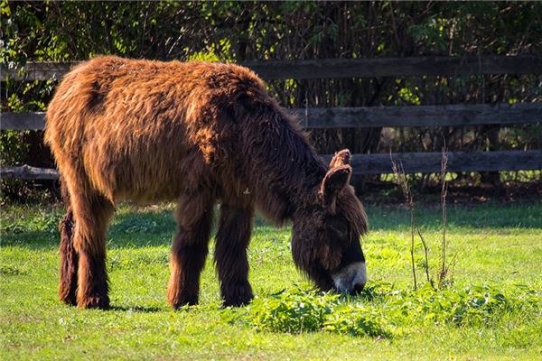 夢見牛和馬是什麼意思_周公解夢