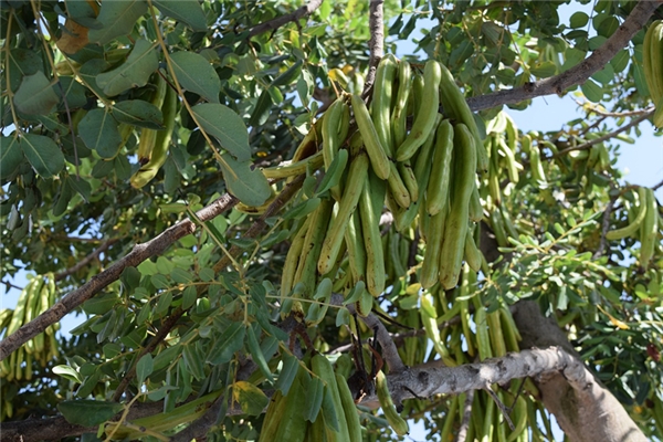 夢到結很多豆角會是什麼預兆_周公解夢