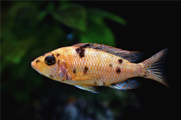 夢見魚什麼意思_周公解夢