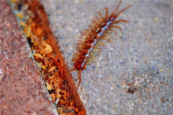 夢見大蜈蚣_周公解夢