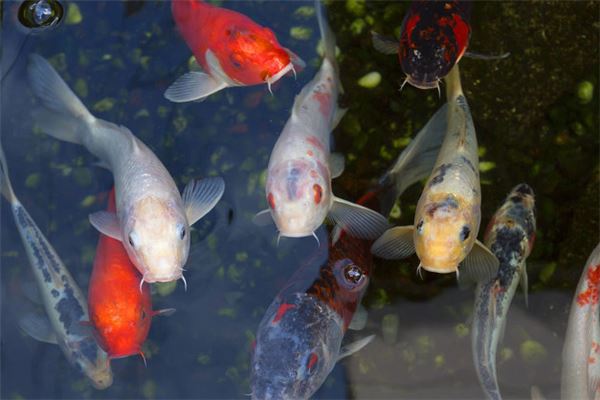 夢見錦鯉在水裡游_周公解夢