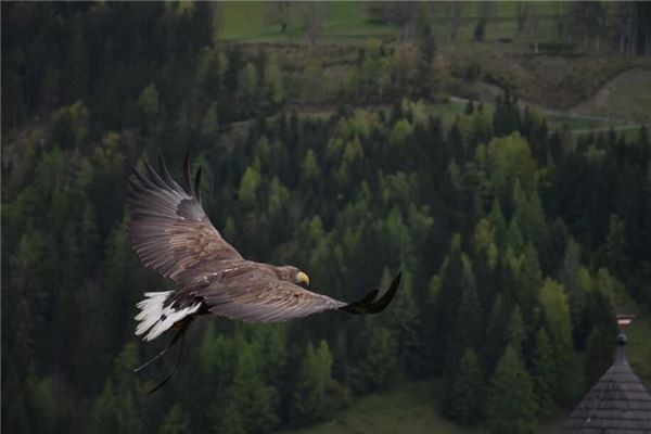 夢見鷹意味著什麼_周公解夢