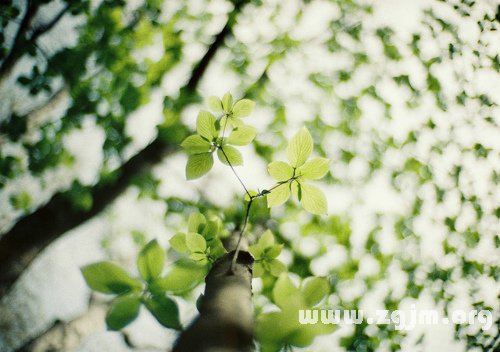 該給獅子男怎樣的愛_十二星座