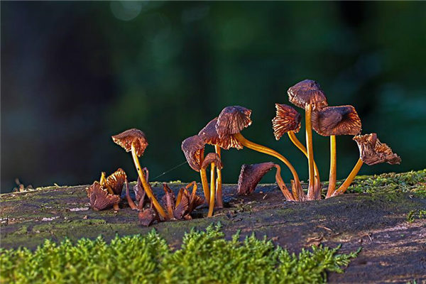 夢見摘木耳是什麼意思_周公解夢