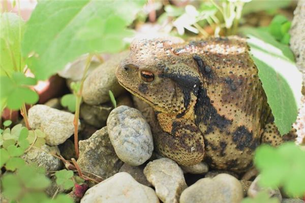 夢到癩蛤蟆預示著什麼_周公解夢
