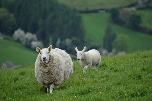 夢到羊被殺是什麼意思_周公解夢