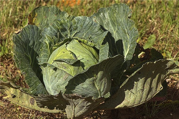 夢到地菜代表著什麼？_周公解夢