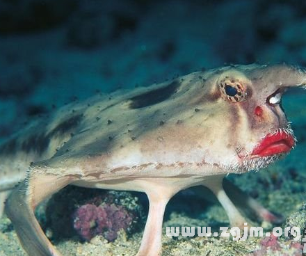 夢見人變成魚