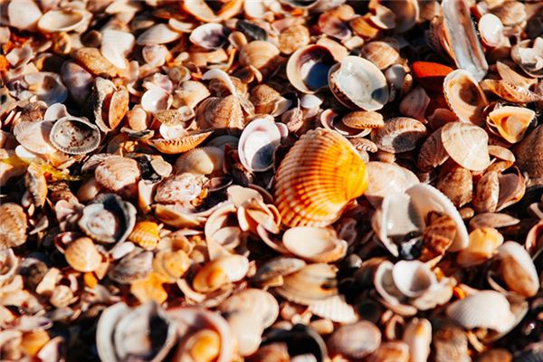 夢見吃貝殼類海鮮_周公解夢