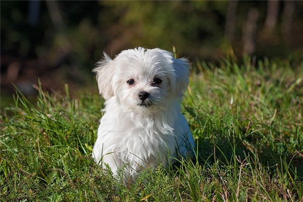 夢見被小狗咬了_周公解夢