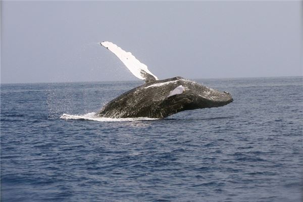夢見大魚躍起_周公解夢