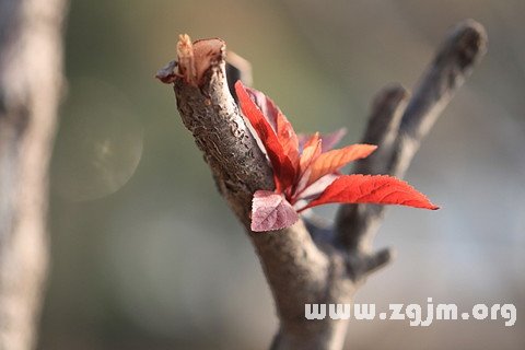 夢見剛發芽的樹苗