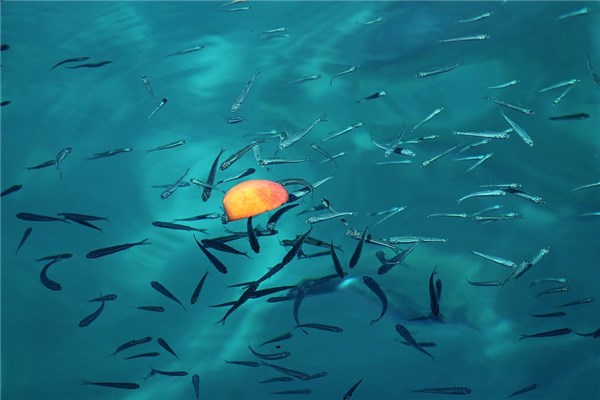 夢到了小魚蝦是不是好的徵兆呢_周公解夢