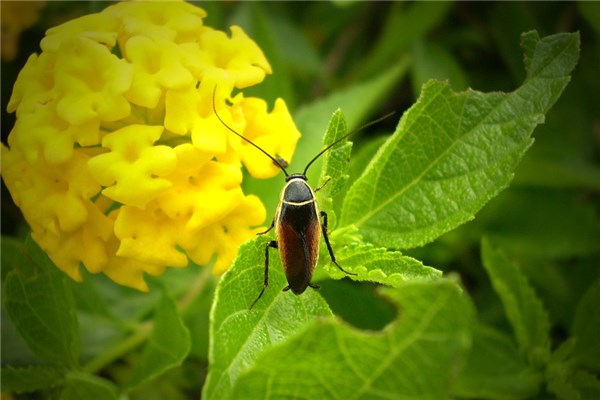 夢到了滅蟲是不是好的徵兆呢_周公解夢