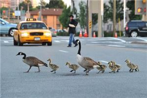 夢見過馬路遇紅燈,追車跑不快,趕不上車_周公解夢