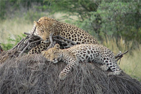 夢到了黑色豹子的預兆_周公解夢