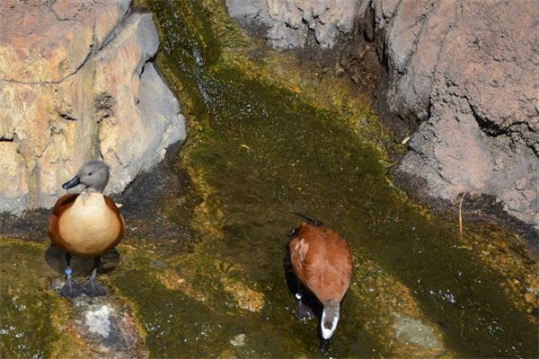 夢見家裡進各種動物_周公解夢