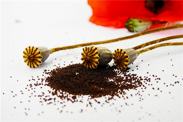 夢到了花籽有什麼寓意嗎_周公解夢