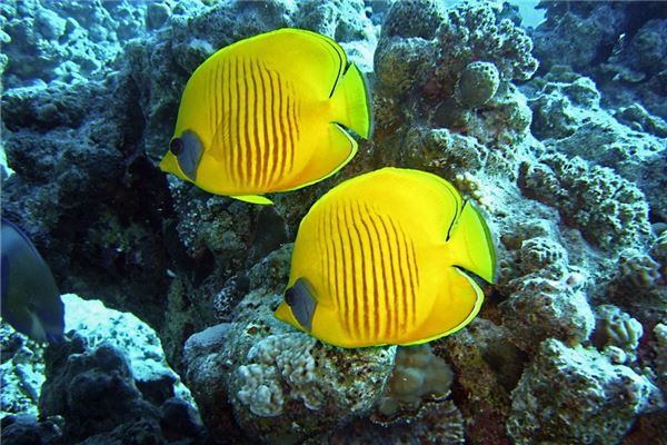 夢到吃海魚會是什麼預兆_周公解夢