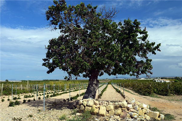 夢見桑樹_周公解夢