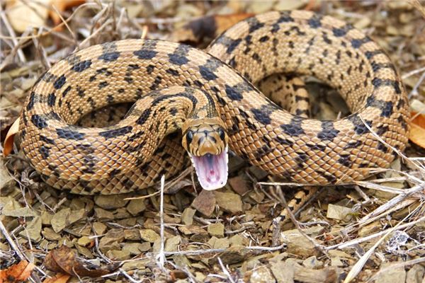 虛歲32歲屬什麼生肖_十二生肖
