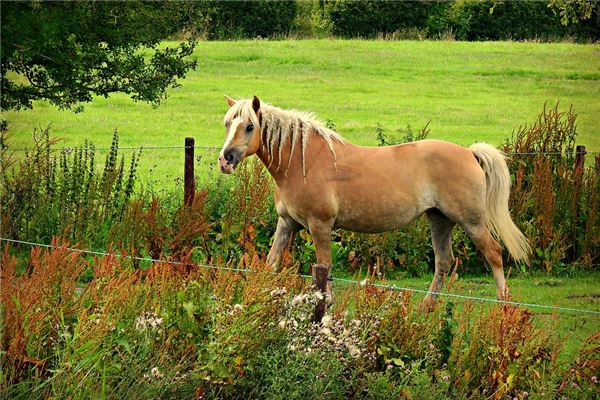 夢到了給馬洗澡是好是壞_周公解夢