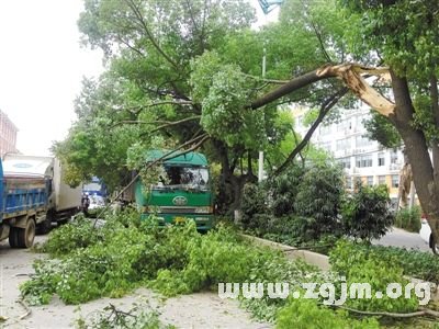 夢見大樹斷枝