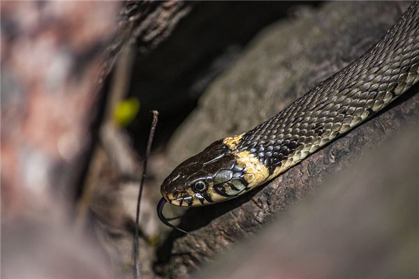 夢到三條蛇是什麼意思_周公解夢