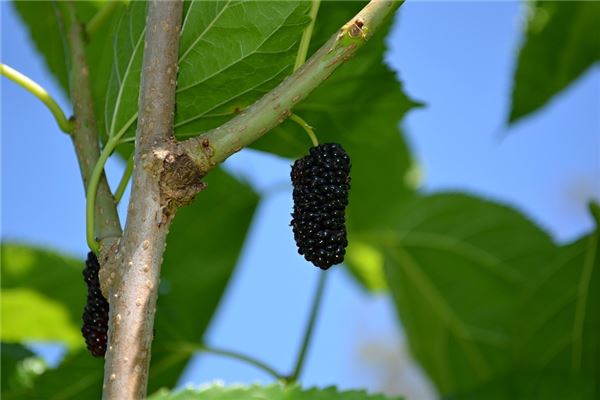 夢見桑椹樹上結滿桑葚熟了_周公解夢