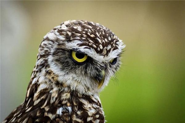 夢見貓頭鷹真的會死嗎_周公解夢