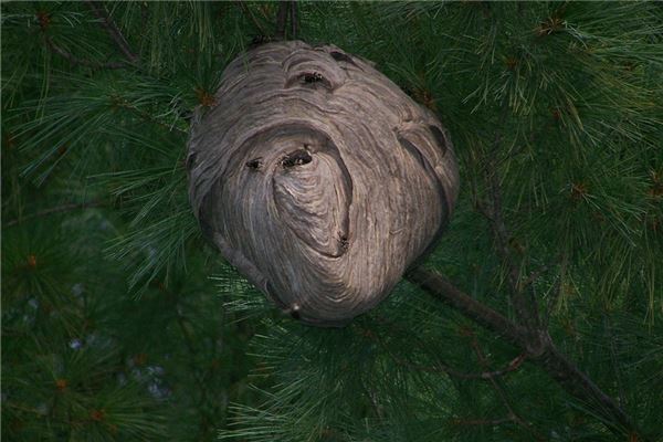 夢見馬蜂窩_周公解夢